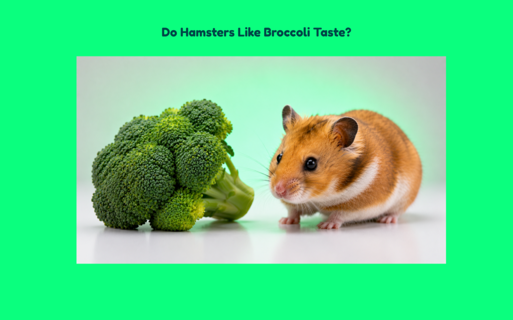A Syrian hamster positioned beside fresh broccoli florets in a clean studio setting, illustrating hamster interest in broccoli as a food option.