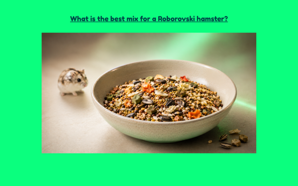 Best food mix for a Roborovski hamster with diverse seeds, grains, and species-appropriate ingredients in a ceramic bowl.