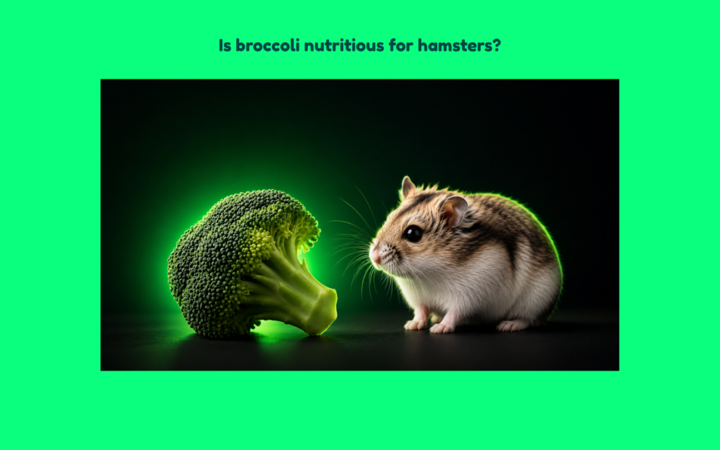 A curious hamster faces a fresh broccoli floret in a premium studio setting with dramatic lighting and a dark background, visually representing the topic of whether broccoli is a nutritious vegetable for hamsters.